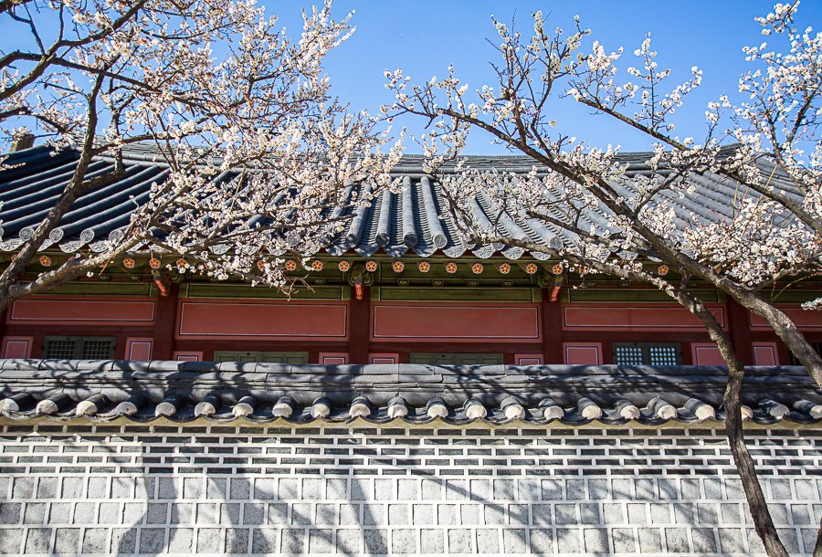 화성행궁 봄 -1.jpg