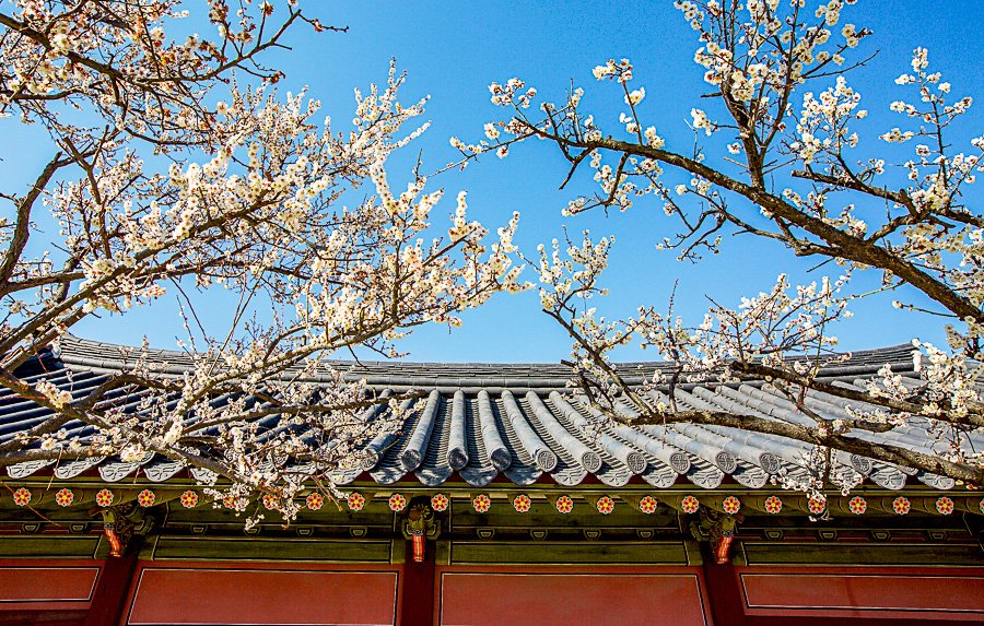 화성행궁 봄 2-1.jpg