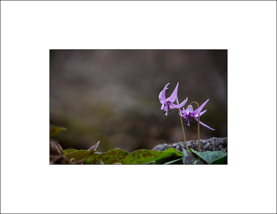 insta 얼레지 -1.jpg