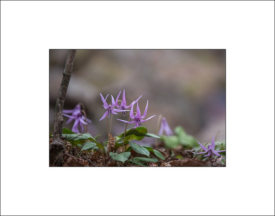 insta 얼레지 5-1.jpg