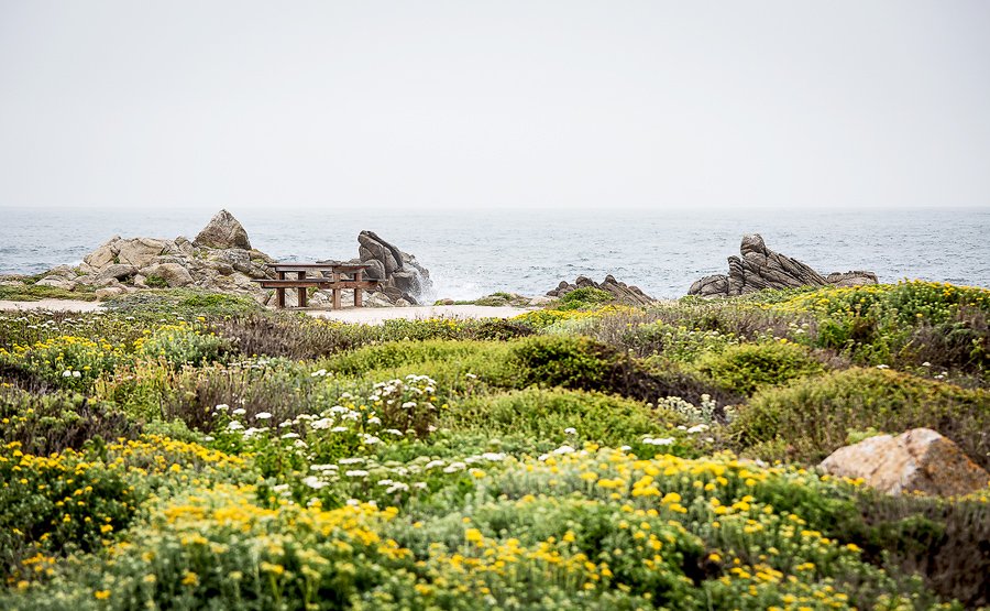 in 17 마일 드라이브 19-1.jpg