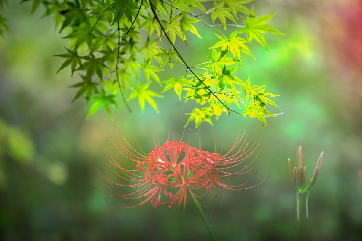 20190921 - 선운사 - 875A4283-편집-2.jpg