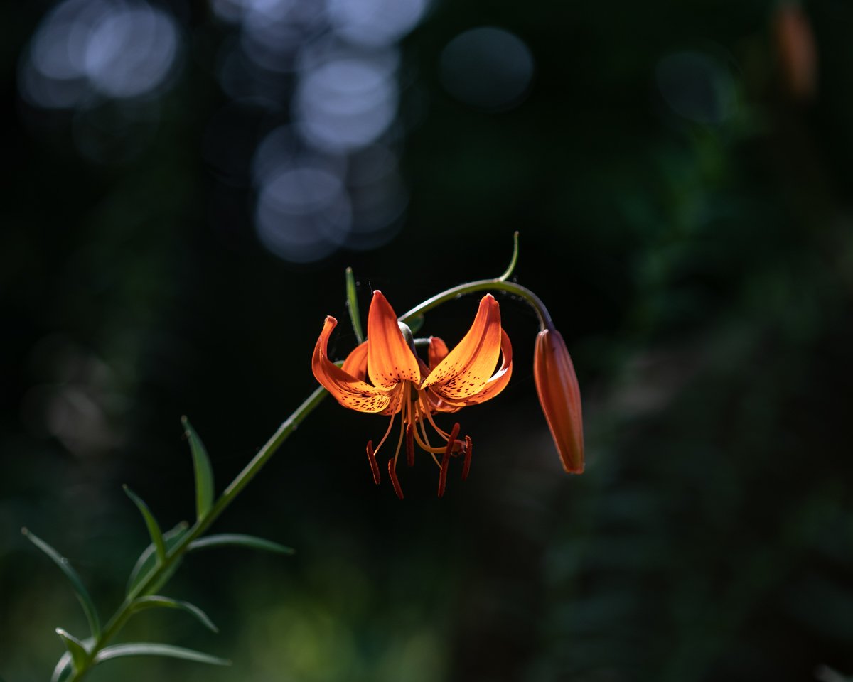 물향기 수목운-0694.jpg