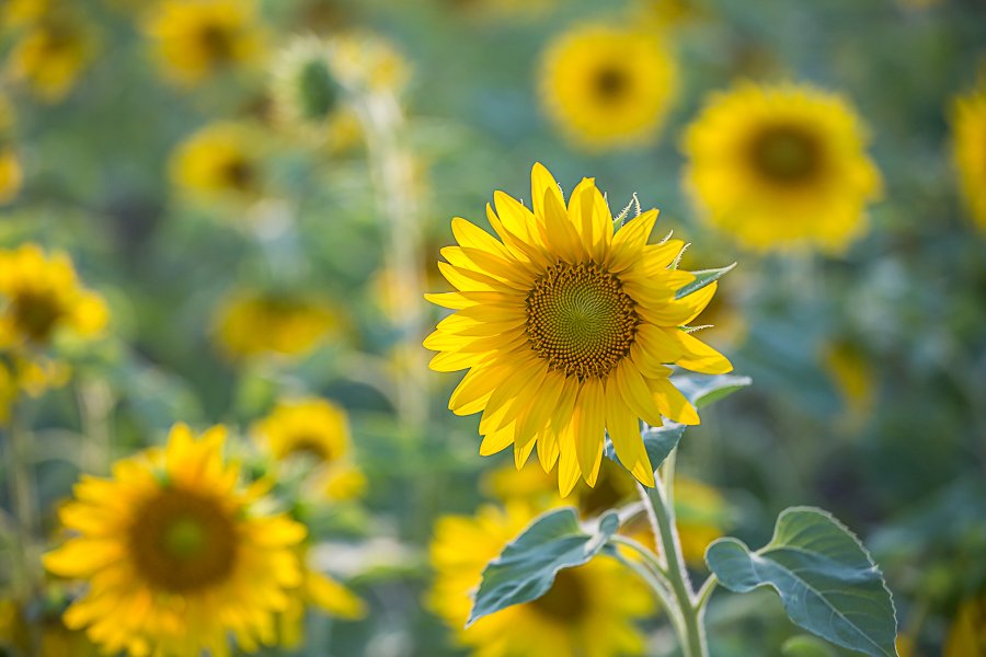 인 해바라기 2 -1.jpg