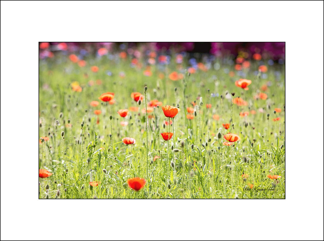양귀비 2 c.jpg