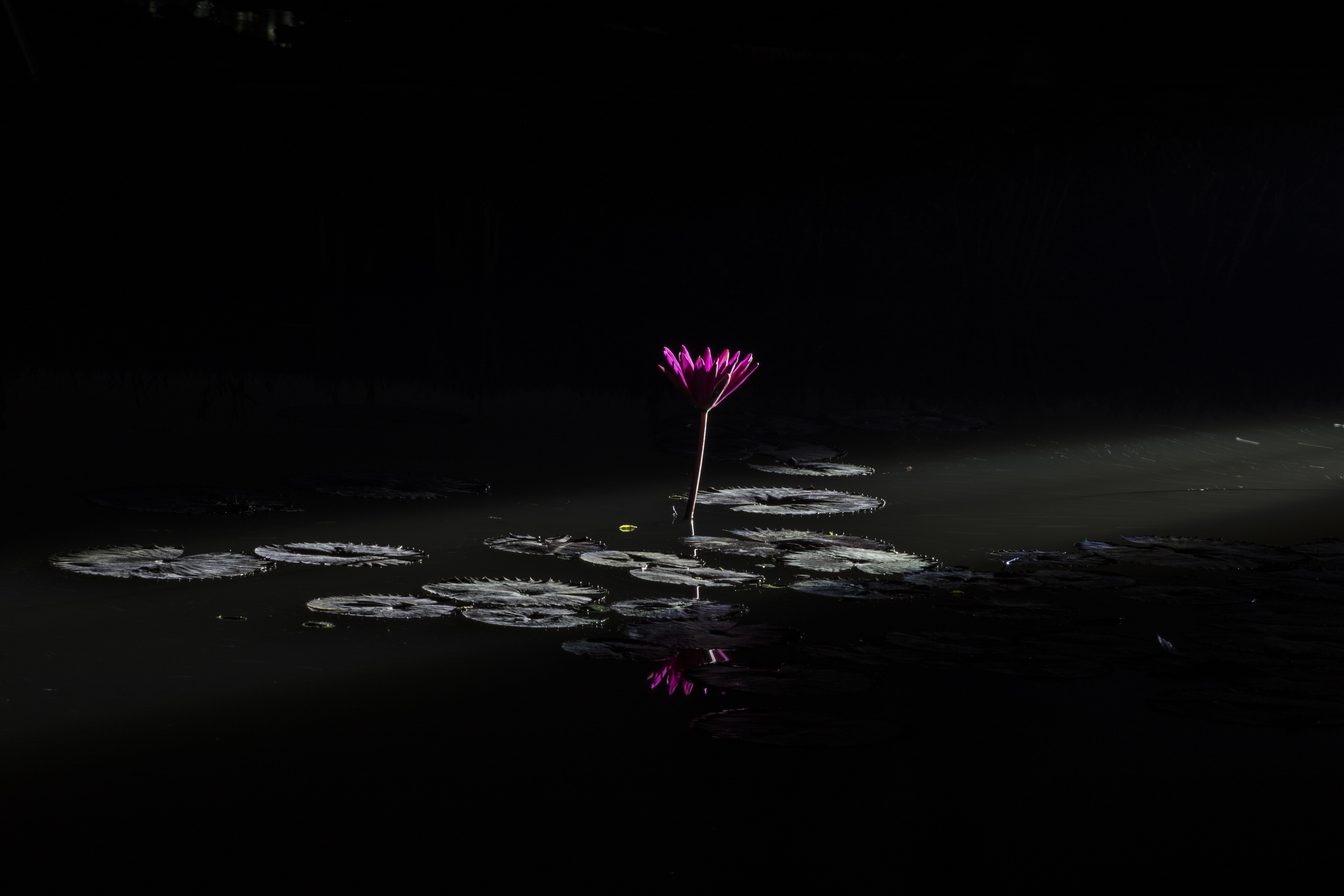 관곡지 수련22.jpg