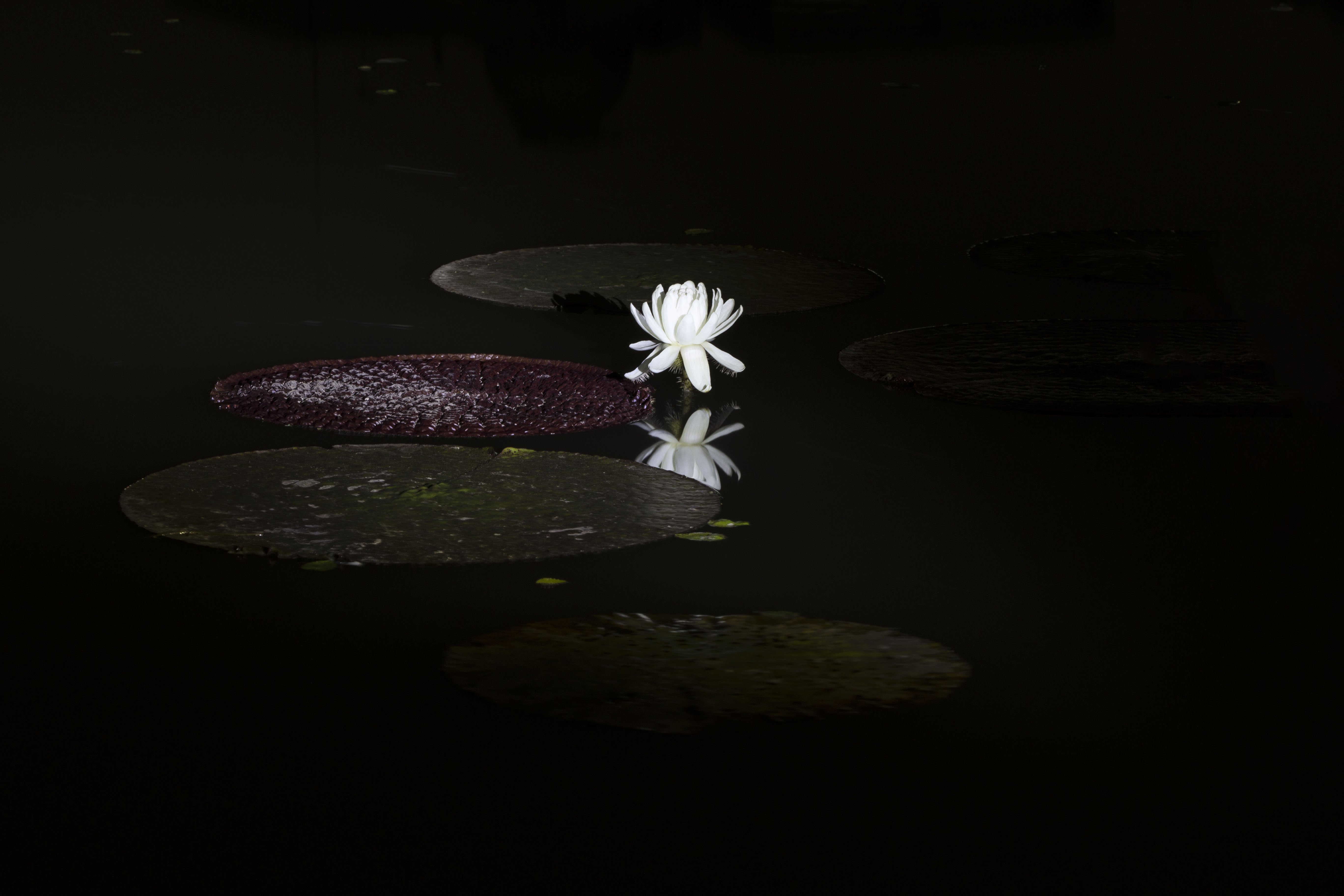 관곡지 빅토리아55.jpg