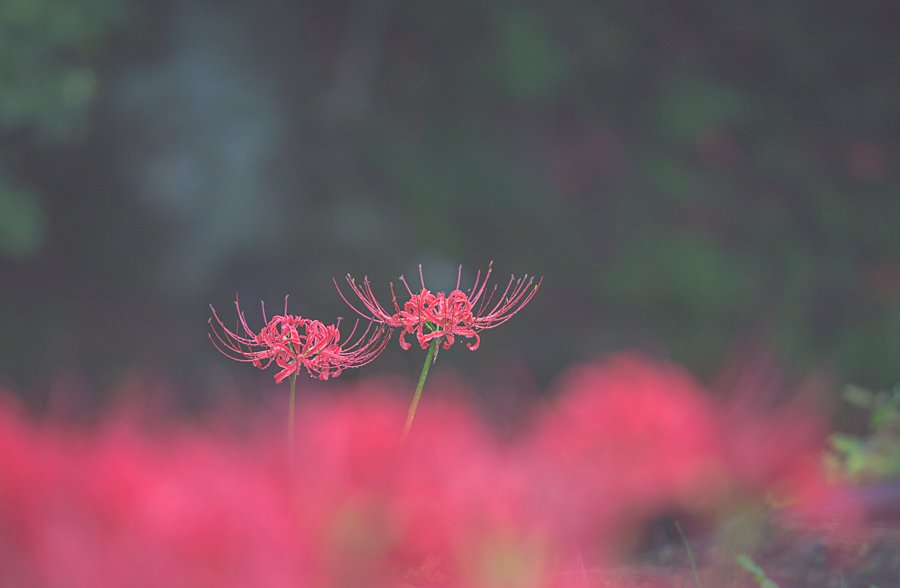 꽃무릇 23-1.jpg