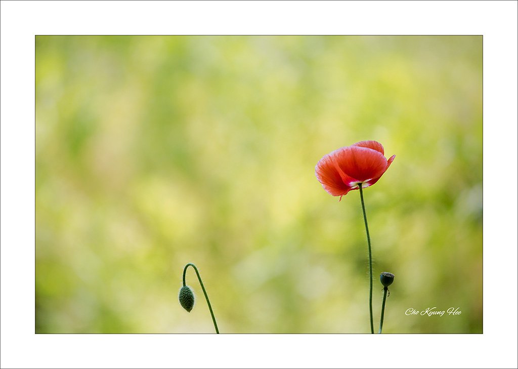 양귀비 3-1blogsa.jpg