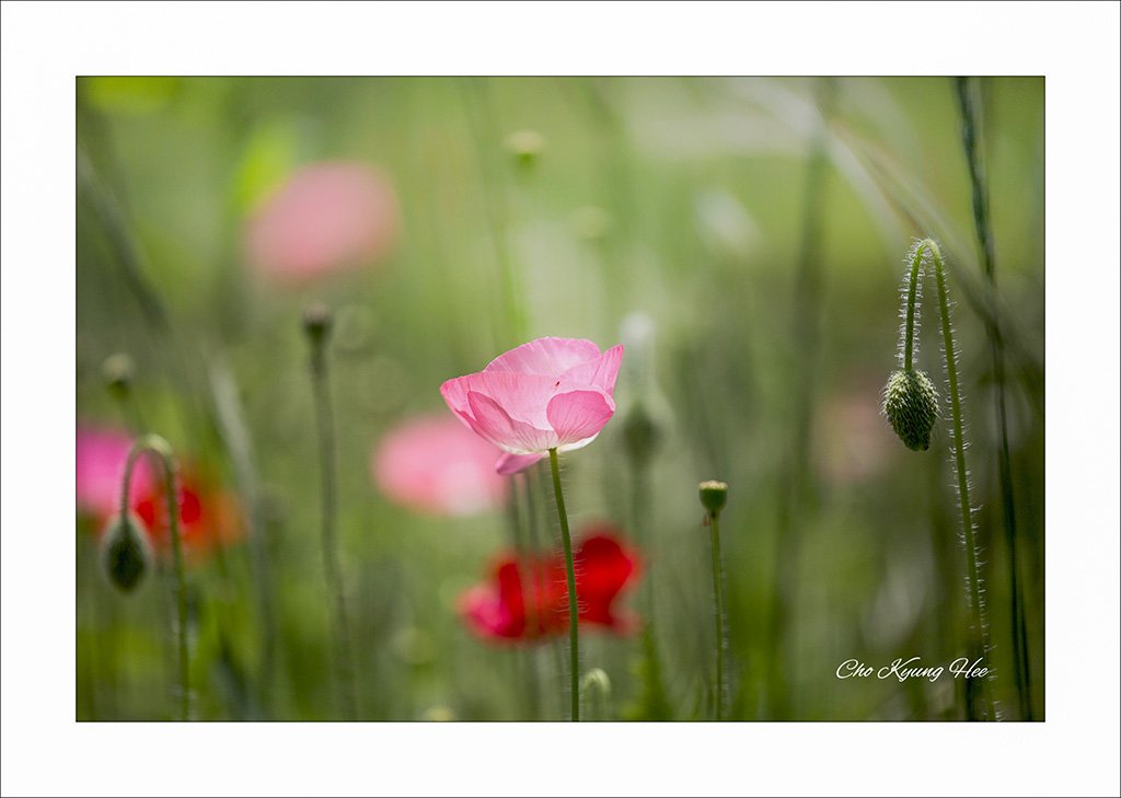 양귀비 5-1blogsa.jpg