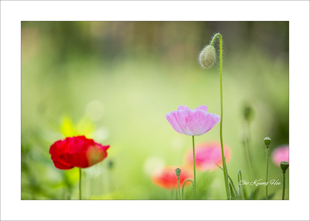 양귀비 7-1bgsa.jpg