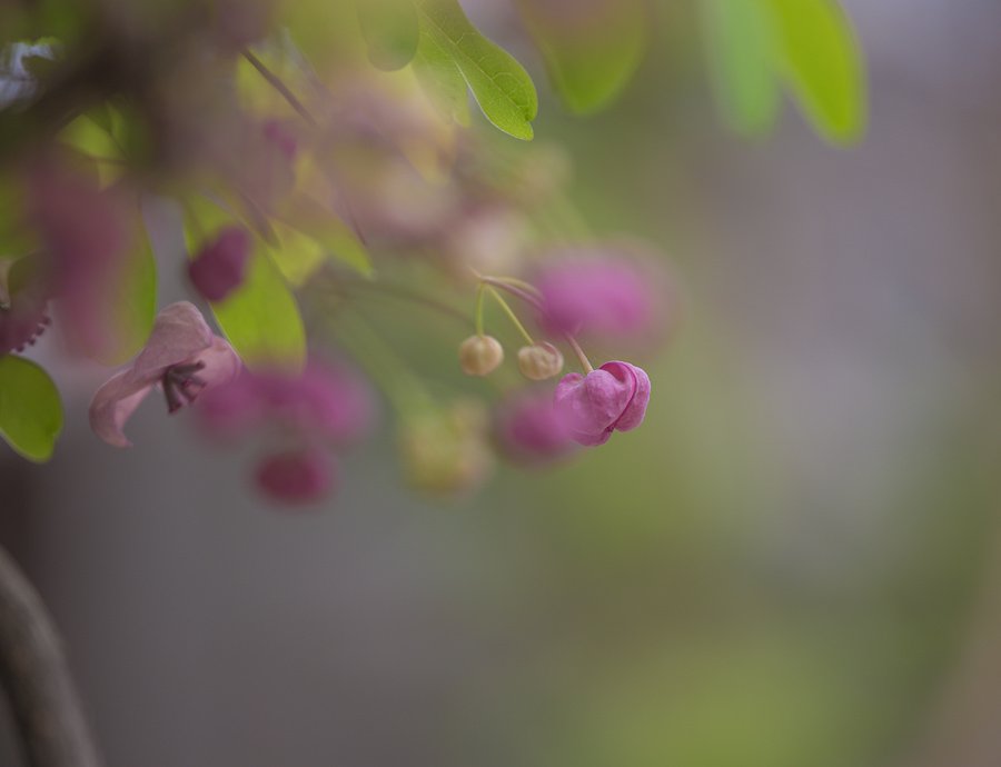 insta 으름덩굴 2-1.jpg