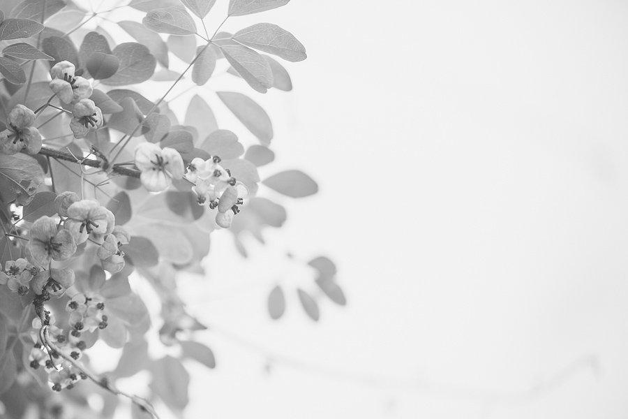 insta 으름덩굴 4-1.jpg