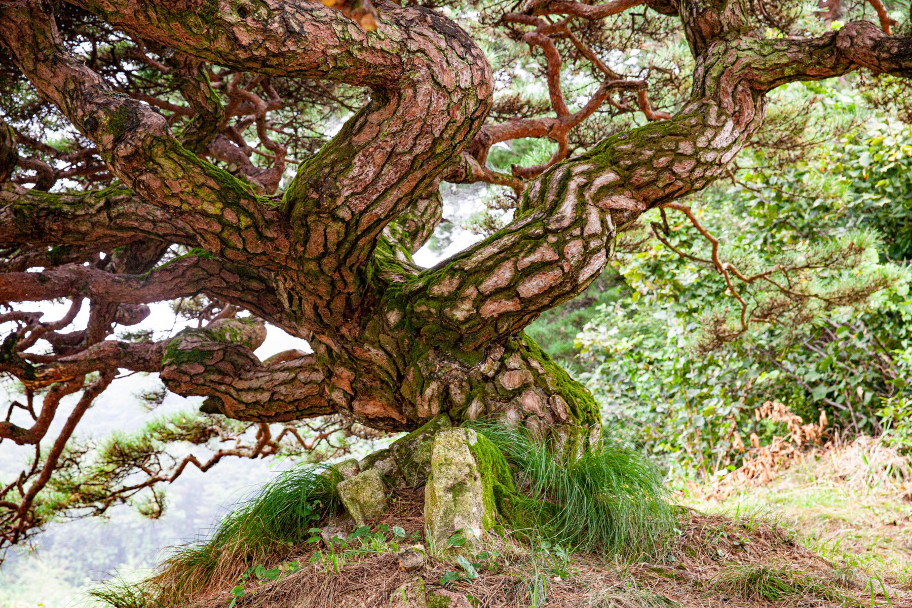 6 영주 순흥 바느레반송10.jpg