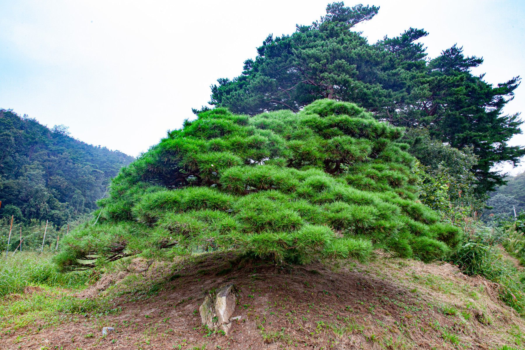 2 영주 순흥 바느레반송4.jpg