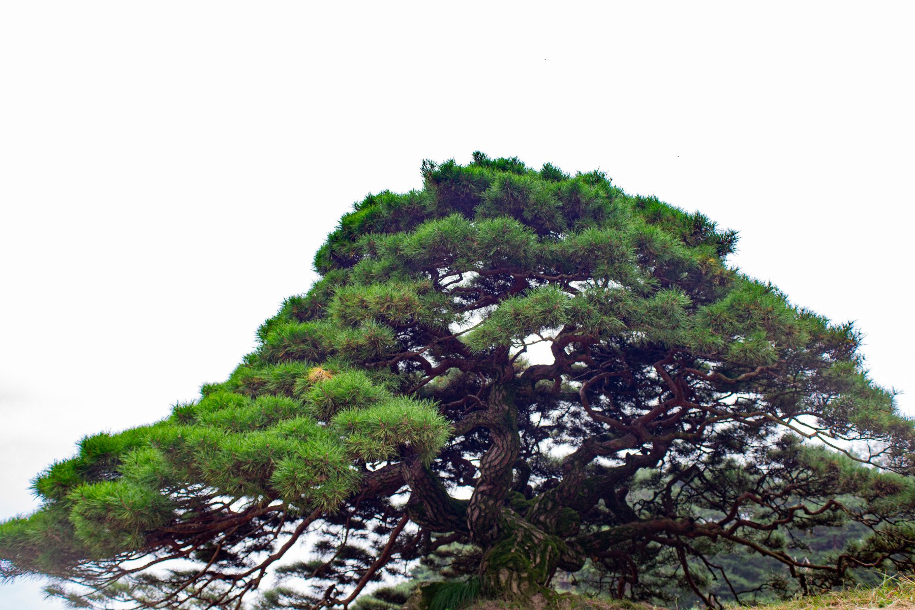 1 영주 순흥 바느레반송 1.jpg