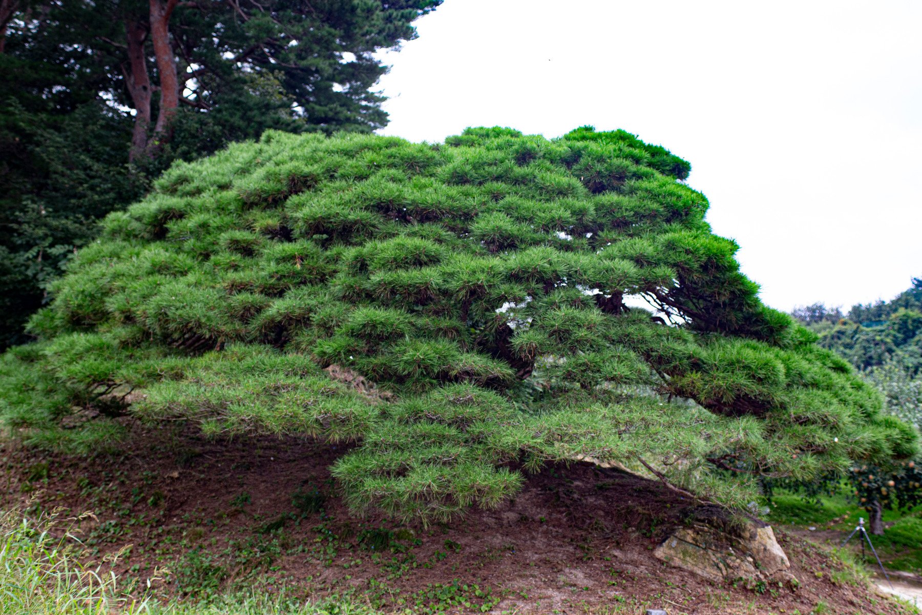 3  영주 순흥 바느레반송3.jpg