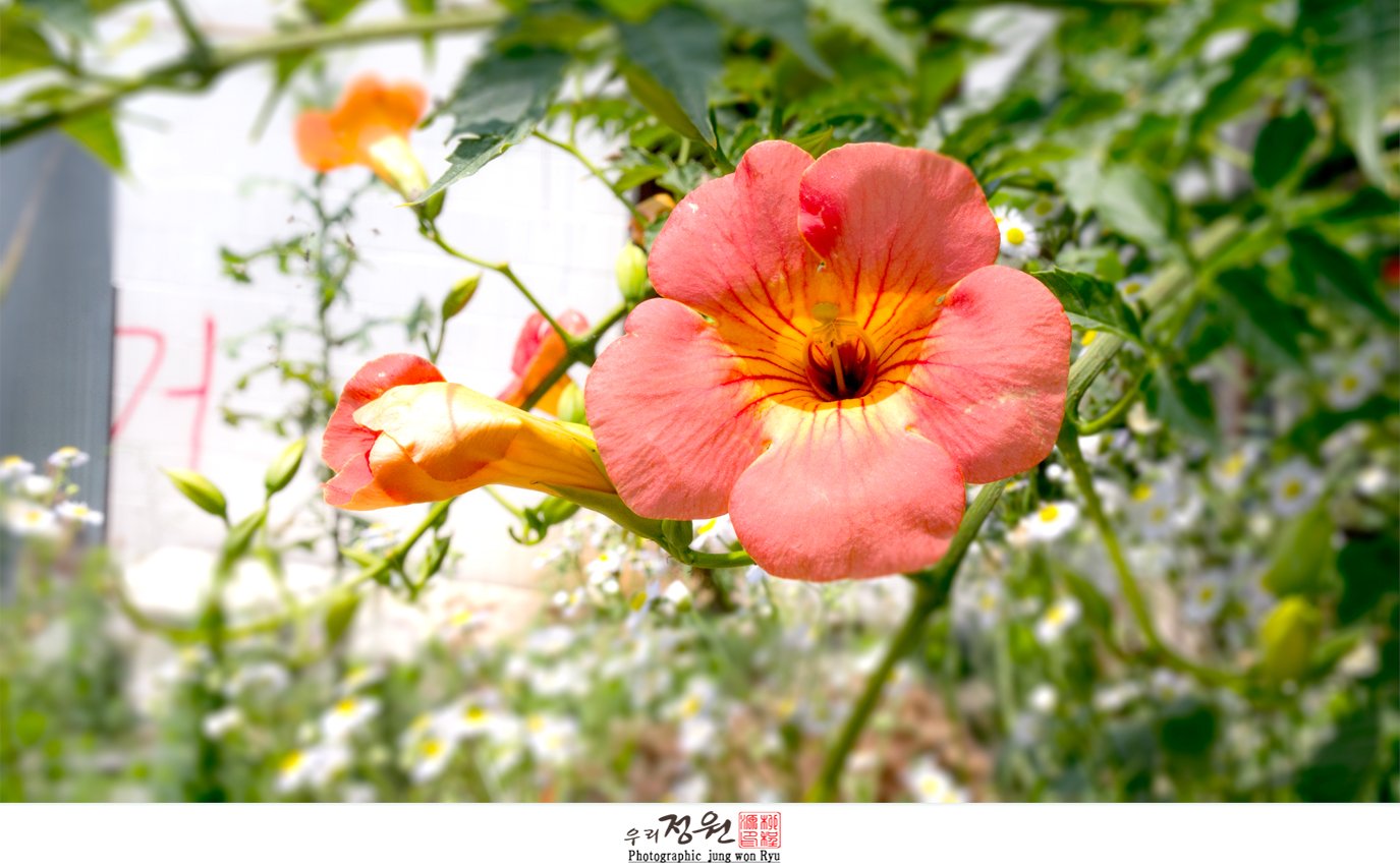 매교동 재개발 능선화1.jpg