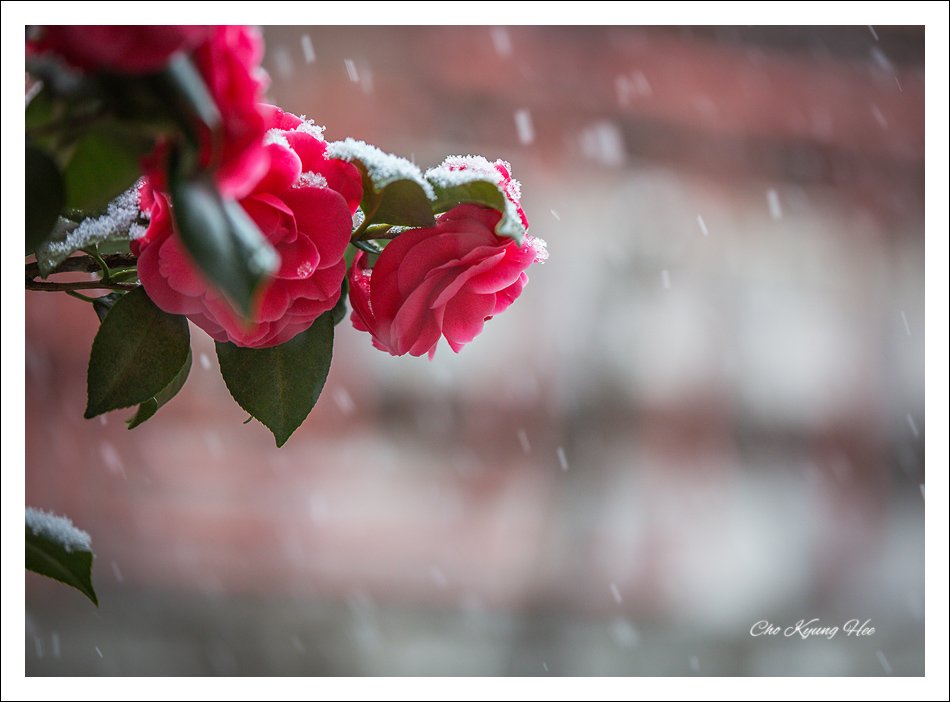 blog동백꽃 눈 2-1.jpg