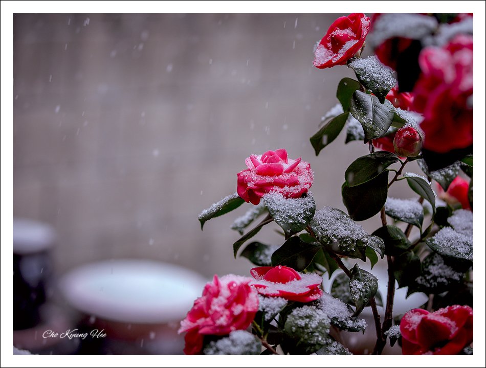 blog 동백꽃 눈 -1.jpg