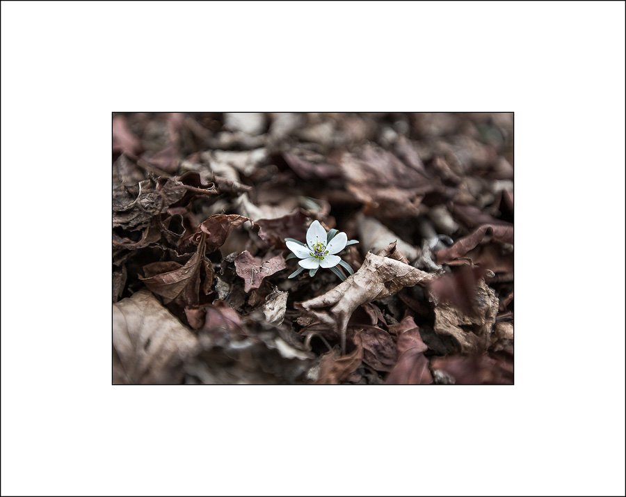 제주도 변산바람꽃 insta 1.jpg