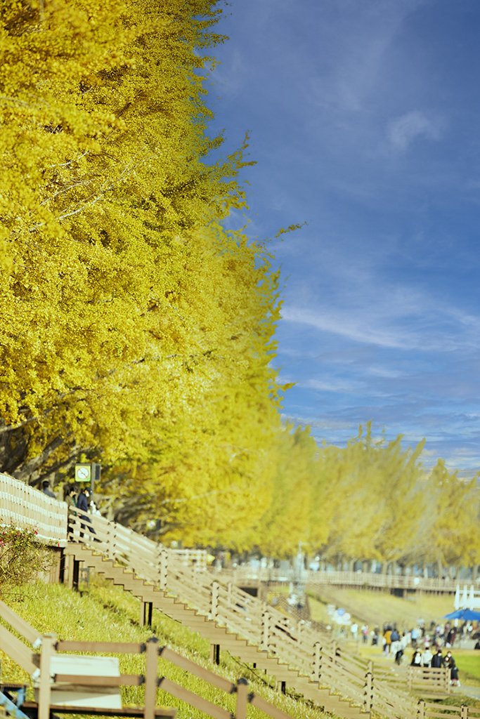 곡교천 은행나무길.jpg