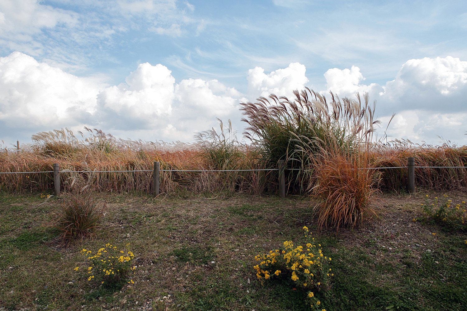 0049 O60C2272-2R.jpg