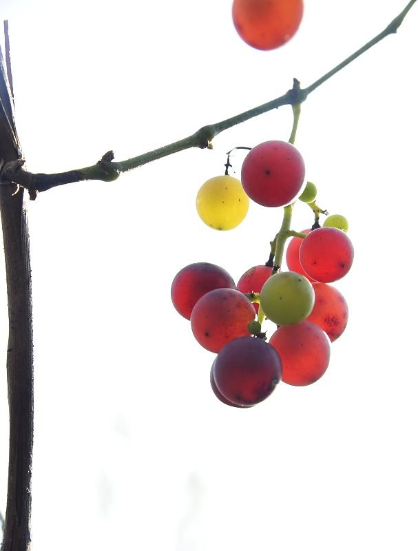 _BHP4342.jpg