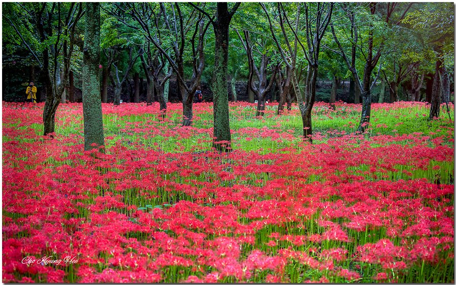 bgst상사화 3-1.jpg