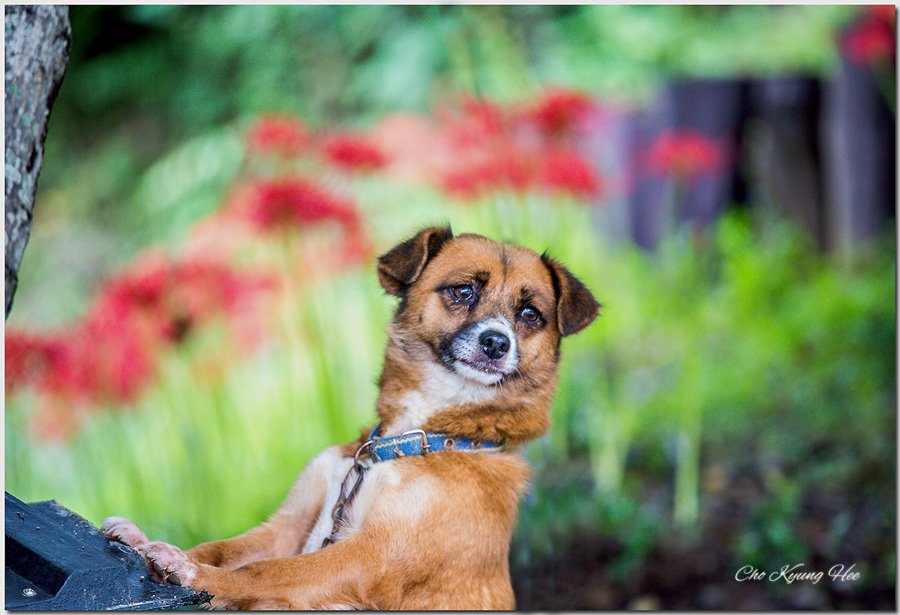 bg 강아지 꽃무릇 -1.jpg