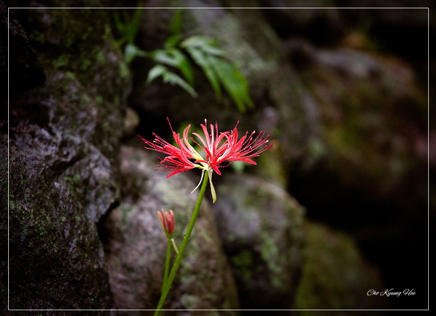 bg 상사화 1 -1.jpg