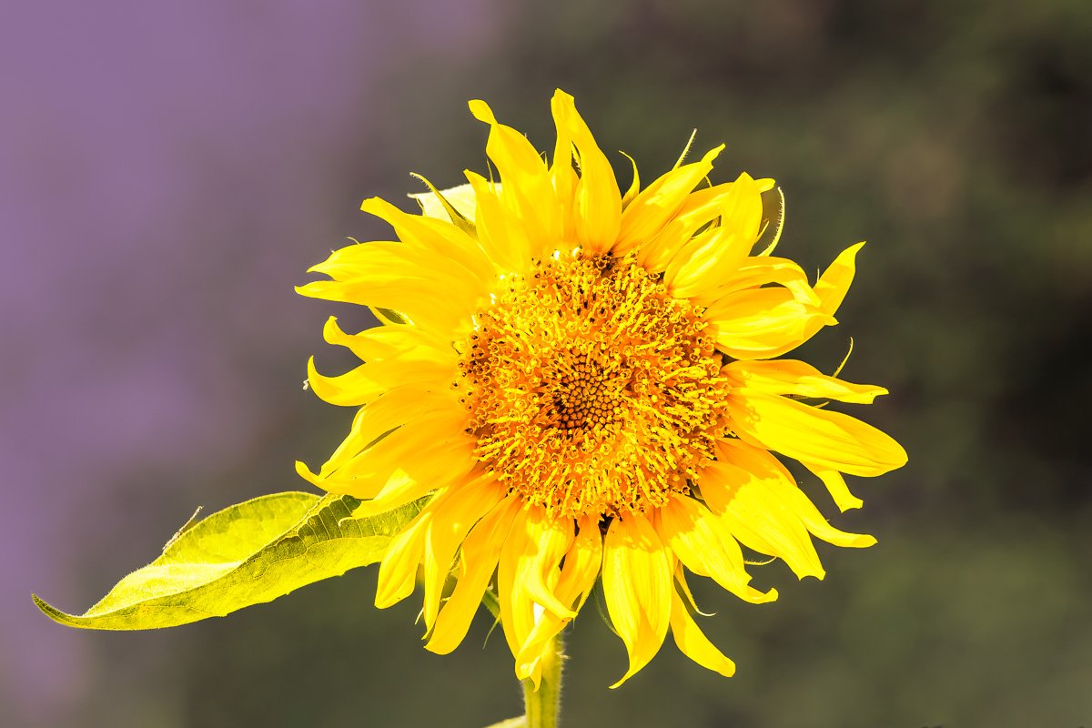 4P7A0850-향상됨-노이즈 감소-편집.jpg