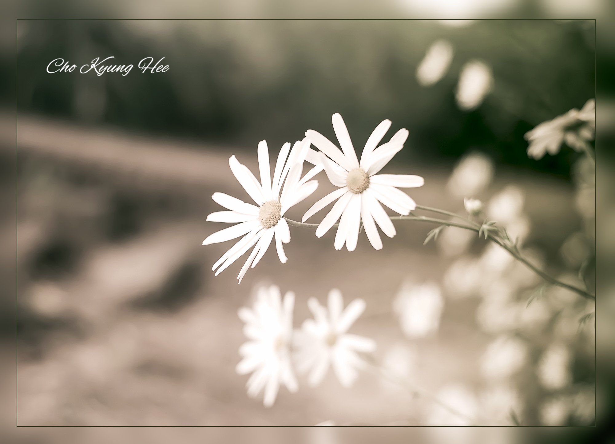 화성 구절초 1-3.jpg