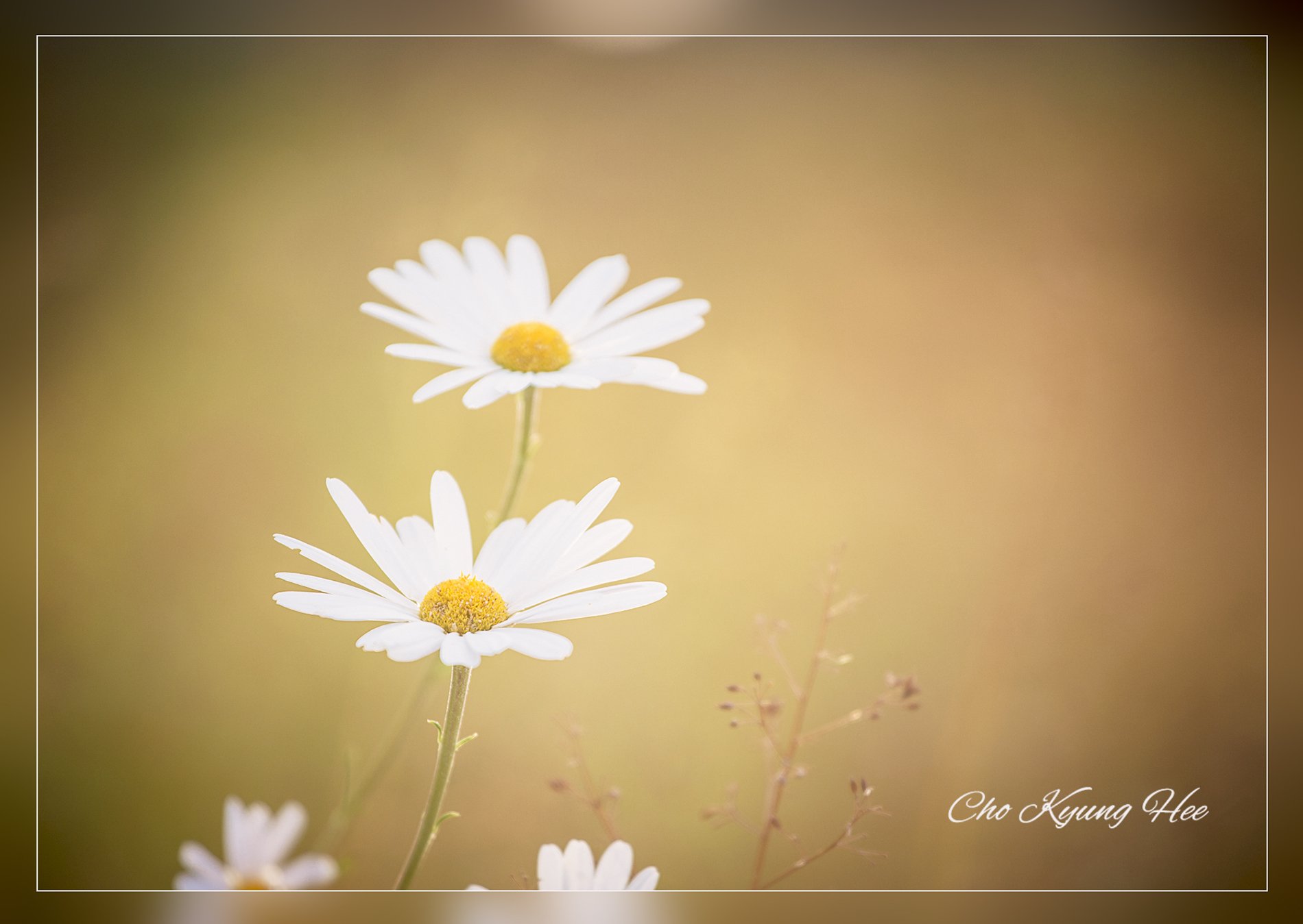 화성 구절초 9-3.jpg