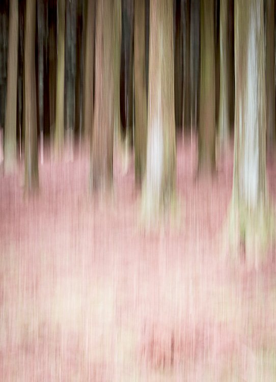 제주도 나무_insta.jpg